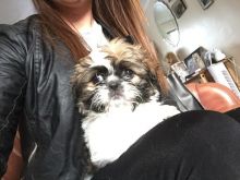 Male Maltese Puppy. Image eClassifieds4u 1