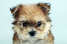 MORKIE PUPPIES FOR SALE Image eClassifieds4u 2