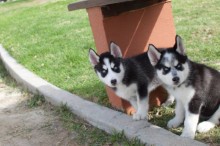 siberian husky stunning akc male agouti husky pup text (407) 442 4849 Image eClassifieds4U