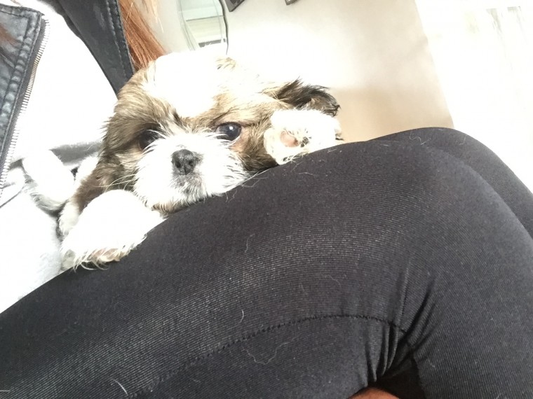 Shih Tzu Boy Ready To Leave Loves Kids Image eClassifieds4u