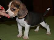 CKC Registered Male And Female Beagle Puppies