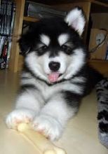 Stunning Alaskan Malamute Puppies