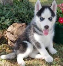 Gorgeous Siberian Huskee puppies looking for good homes//(908) 336-7937