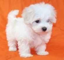 Adorable, Cute & Tiny Maltese Puppies text (407) 442 4849