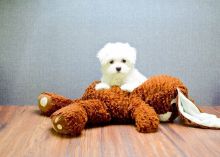 Awesome T-Cup Maltese Puppies Available text (407) 442 4849