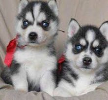 Blue eyes huskies puppies