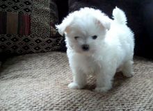 Free Maltese Puppies text (407) 442 4849