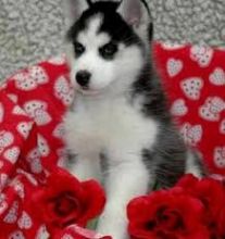 Huskies Puppies