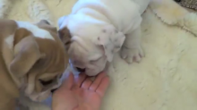 purebred english bulldogs