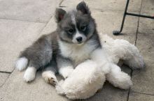 Super adorable sweet pomsky puppies