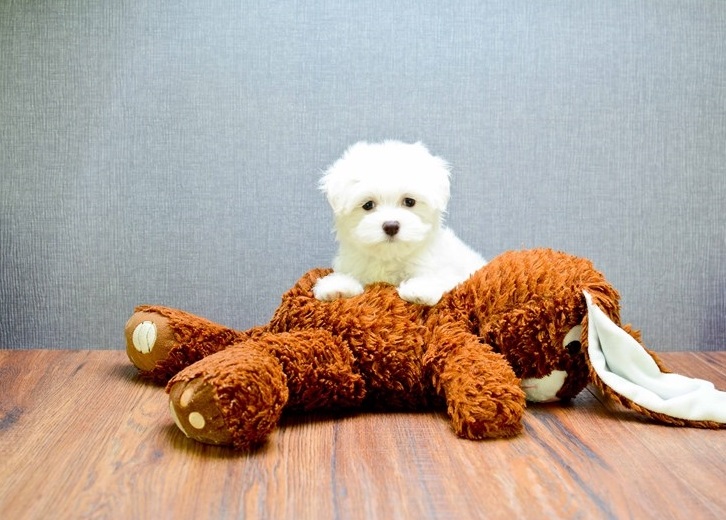 Awesome T-Cup Maltese Puppies Available text (407) 442 4849 Image eClassifieds4u