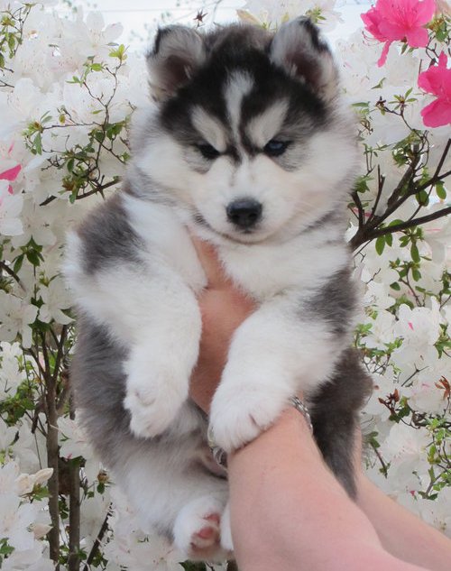 CUTE S.i.b.e.r.i.a.n H.u.s.k.y Puppies Image eClassifieds4u