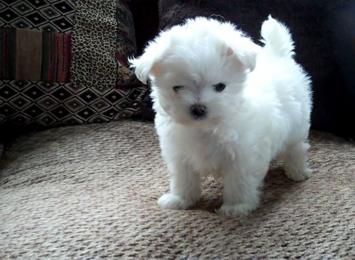 Free Maltese Puppies text (407) 442 4849 Image eClassifieds4u
