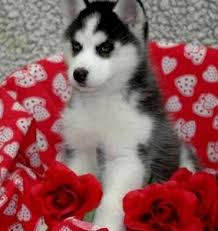 Huskies Puppies Image eClassifieds4u