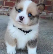 !!**Top !!AKC !!@@!!!Pomsky Puppies for Re-homing#@@!!! Image eClassifieds4U