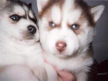 Wow .. beschikbaar Lovely bezuinigingen Pomsky klaar om te worden aangenomen .. Wachten Image eClassifieds4U