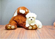 Absolutely Maltese Puppy?> > text (407) 442 4849 Image eClassifieds4U