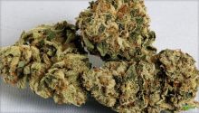 TOP MEDICAL MARIJUANA STRAINS /CLONE /WAX/ HASH OIL /PAIN PILLS (215) 664-2626 Image eClassifieds4u 1