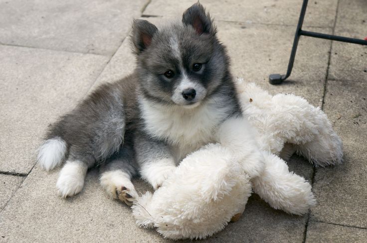 Super adorable sweet pomsky puppies Image eClassifieds4u