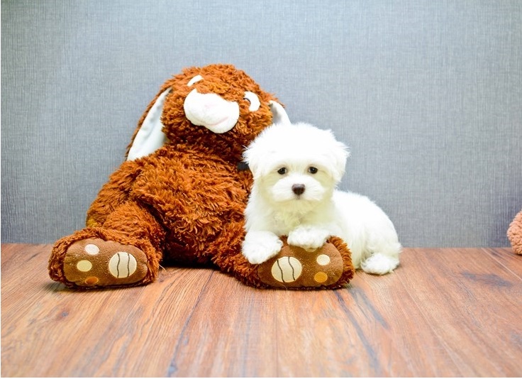 Beautiful True Black/White Maltese Male text (407) 442 4849 Image eClassifieds4u