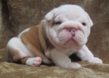 12 Weeks old English Bulldog Puppy