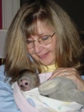 Adorable Female Baby Capuchin Monkey For Adoption