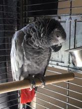 Available, quality parrots of all kinds for sale.