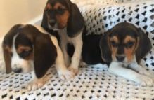 Beagle Puppies