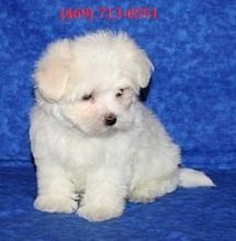 Beautiful Registered Maltese Puppies