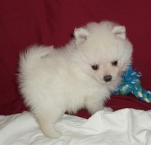 Beautiful white Teacup and black Pomeranian puppies looking for a forever loving home.(620) 267-1365
