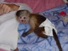 Black & White Capuchin Monkeys For adoption