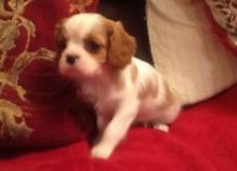 Cavalier King Charles Spaniel Puppies