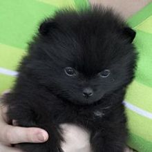 Cute Well Trained Gorgeous Pomeranian Puppies Available (620) 267-1365