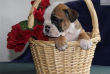 English Bulldogs for respectful and adorable pet lovers
