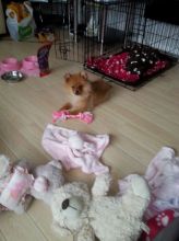 Gorgeous Boy and girl Pomeranian Puppy (620) 267-1365