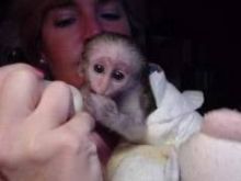 Healthy capuchin monkys for adoption