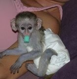 Home Raised Baby Capuchin Monkey For Adoption