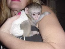 Nice and Gentle Capuchin Monkeys For Adoption To Nice Homes