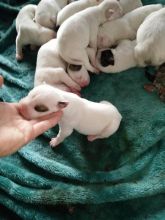 Purebred American bulldog puppies