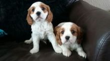 Ready now cavalier king Charles puppies