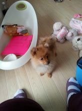 Small Pomeranian Puppy Girl For Sale (620) 267-1365