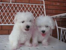 Sweetest Maltese Puppies Available