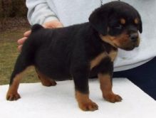 Tamed Akc Rottweiler Puppies