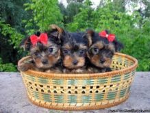 Tiny TeaCup and Toy-Size Yorkie Puppies