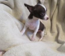 Yale joseph - chihuahua puppy for sale