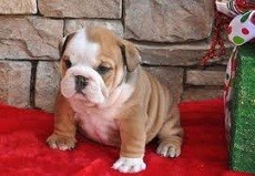 adorable english bulldog pups Image eClassifieds4u