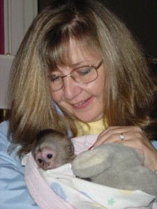 Adorable Female Baby Capuchin Monkey For Adoption Image eClassifieds4u
