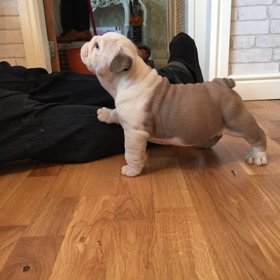 AKC Awesome English bulldog Image eClassifieds4u