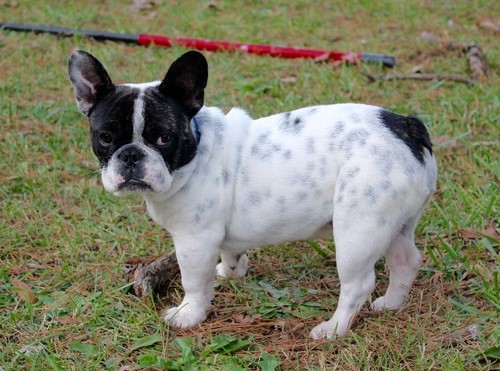 AKC quality French Bulldog Puppy Image eClassifieds4u