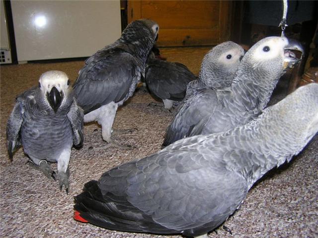 Available, quality parrots of all kinds for sale. Image eClassifieds4u